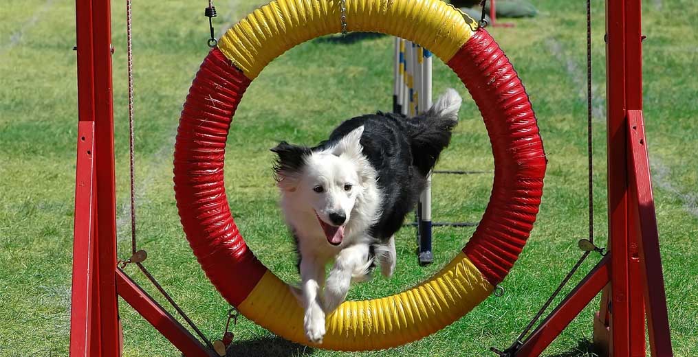 a Dog Trainer Animals on Course